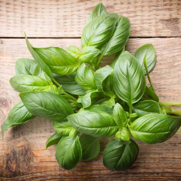 Basil